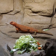 Colchester Zoo - A lizard chap! by Stuart