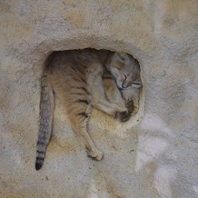 Colchester Zoo - A little wild cat at Colchester Zoo by Stuart