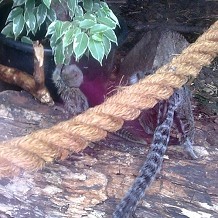 Auchingarrich Wildlife Centre - Mummy & Baby monkey by Viv James