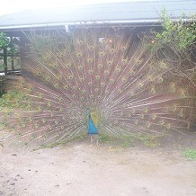 Auchingarrich Wildlife Centre - Peacock Welcome to the Centre! by Viv James
