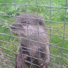 Auchingarrich Wildlife Centre - Cutest of all Otters! by Viv James