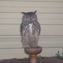 Auchingarrich Wildlife Centre - Owl by Viv James