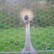 Auchingarrich Wildlife Centre -  by Viv James