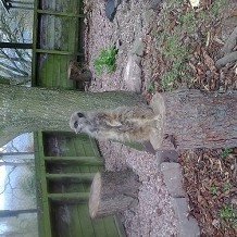 Auchingarrich Wildlife Centre - compare the "Meercat.com" by Viv James