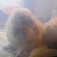 Auchingarrich Wildlife Centre - Baby Owl's by Viv James